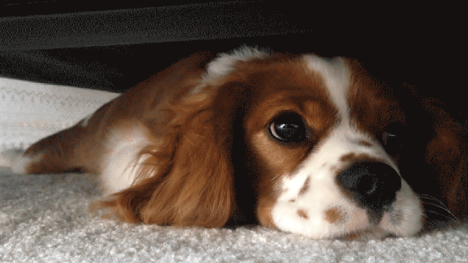 Гифка Собака под кроватью
