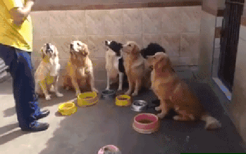 Гифка Собаки едят по команде