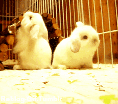 Гифка Два кролика