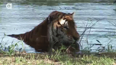 Гифка Водные процедуры тигра