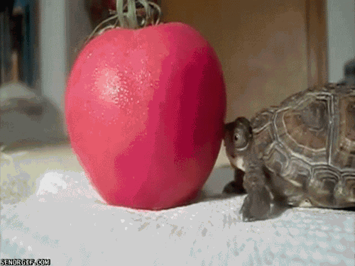 Гифка Черепаха ест помидор
