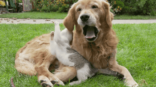 Гифка Кошка играет с ухом собаки