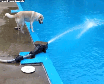 Гифка Собака у бассейна