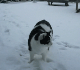 Гифка Кот на снегу