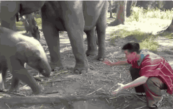 Гифка Слонёнок хочет обнимашек