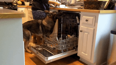 Гифка Собака помогает мыть посуду