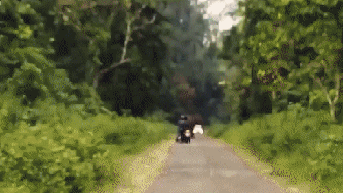 Гифка Слон преследует мотоциклистов