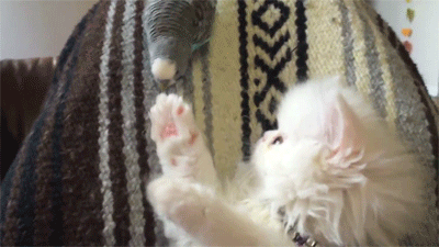 Гифка Котёнок и попугай