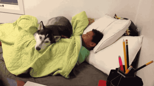 Гифка Собака охраняет сон хозяина