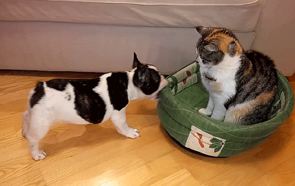 Гифка Кошка и собака борются за лежак