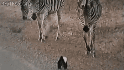 Гифка Медоед защищает детеныша от зебр