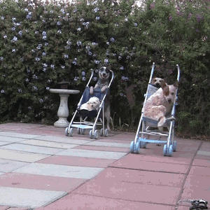 Гифка Собаки на колясках