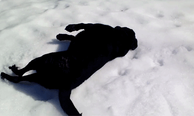 Гифка Собака скатывается со снежной горки