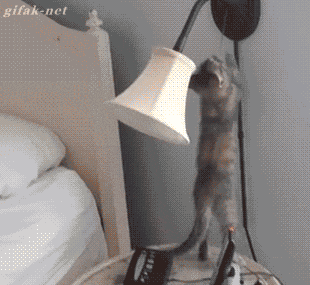 Гифка Кот включает лампу