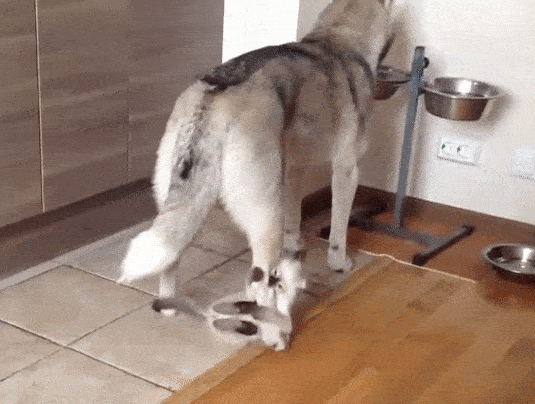 Гифка Котёнок мешает собаке обедать