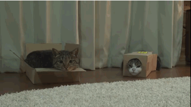 Гифка Коты в коробках