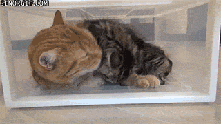 Гифка Коты в коробке