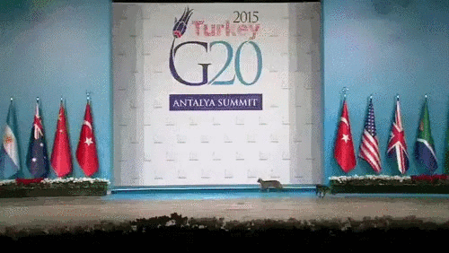 Гифка Коты на саммите G20