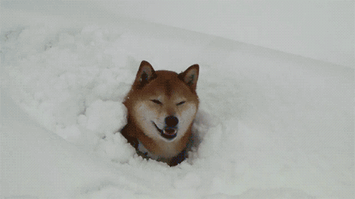 Гифка Собака находит мяч под снегом