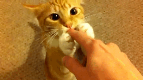 Гифка Кот кусает за палец