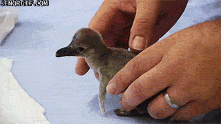 Гифка Кормление новорожденного пингвиненка