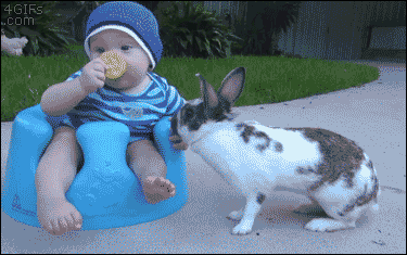 Гифка Кролик крадёт печеньку у ребёнка