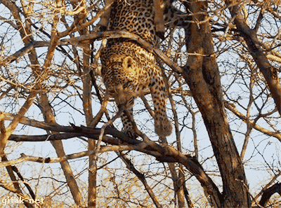Гифка Леопард падает с дерева