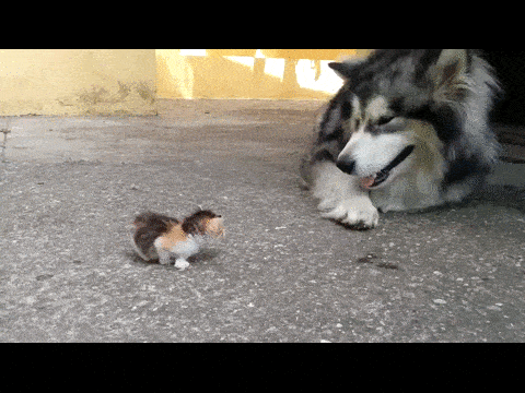 Гифка Собака и новорождённый котёнок