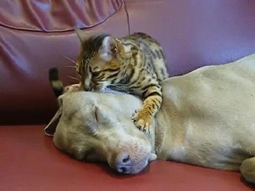Гифка Кошка усыпляет собаку