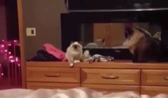 Гифка Кот прыгает на кровать