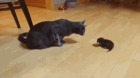 Гифка Кот и новорожденный котёнок
