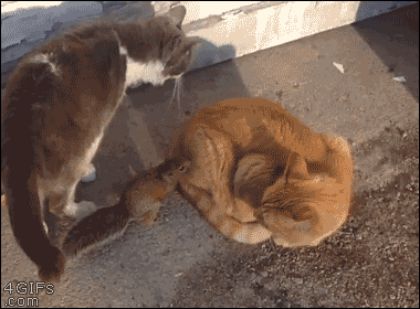 Гифка Белка против двух котов