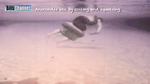 Гифка Борба с анакондой под водой
