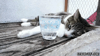 Гифка Кот не хочет воды