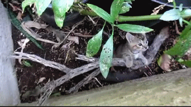 Гифка Котёнок в кустах