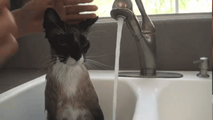 Гифка Помывка кота в раковине
