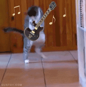 Гифка Кот играет соло на гитаре