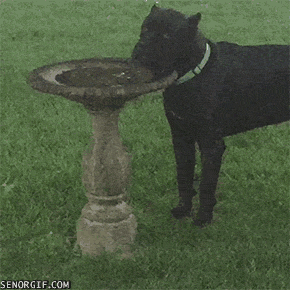 Гифка Собака пьёт из фонтанчика