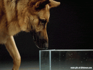Гифка Как собака пьёт воду