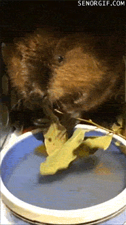 Гифка Бобёр ест листву