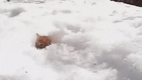 Гифка Котёнок выбирается из снега