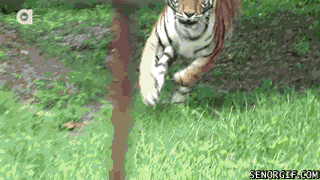 Гифка Тигры и большие леденцы