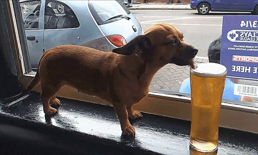 Гифка Собака пьёт пиво