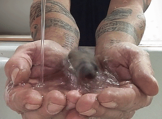 Гифка Птица пьёт воду с рук