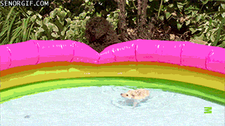 Гифка Собака и ёжик в бассейне