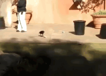 Гифка Ворона убирает мусор с улиц