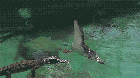 Гифка Крокодил выпрыгивает из воды