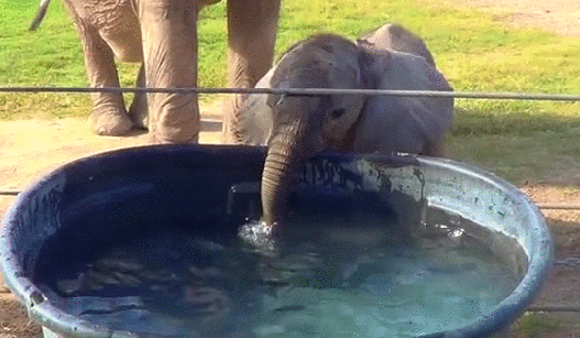 Гифка Слонёнок играет с тазом воды