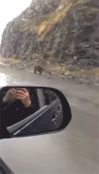 Гифка Медведь бежит со скоростью 50км/ч