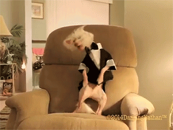 Гифка Собака танцует на кресле